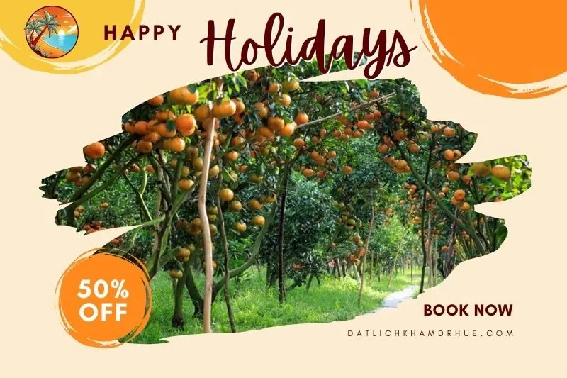 Vườn quýt hồng Lai Vung