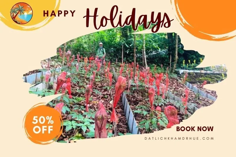 Vườn sâm Ngọc Linh